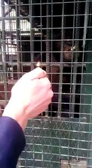 Efkardan hapishanede nasıl gün geçirdi maymun