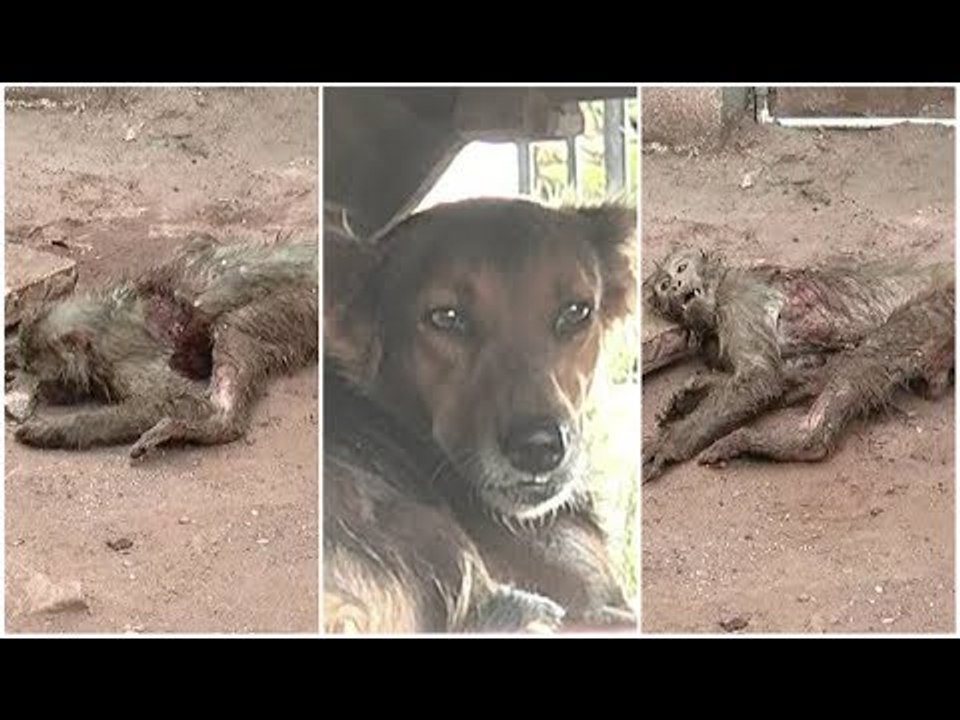 WATCH : Heart touching Video: Dog Bites Monkey in Bidar