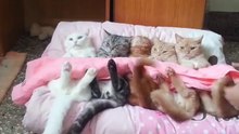Looked how beautiful Cats