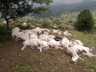 2 Ayrı Sürüye 20 Dakika Arayla Yıldırım Düştü: 73 Koyun Telef Oldu