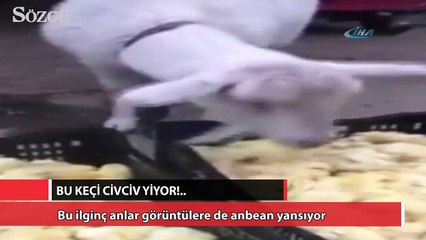 Bu keçi civciv yiyor