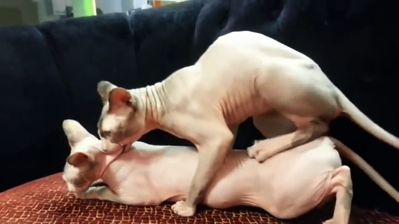 Los gatos de apareamiento temporada
