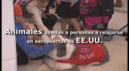 Animales ayudan a personas a relajarse en aeropuertos de EE.UU.