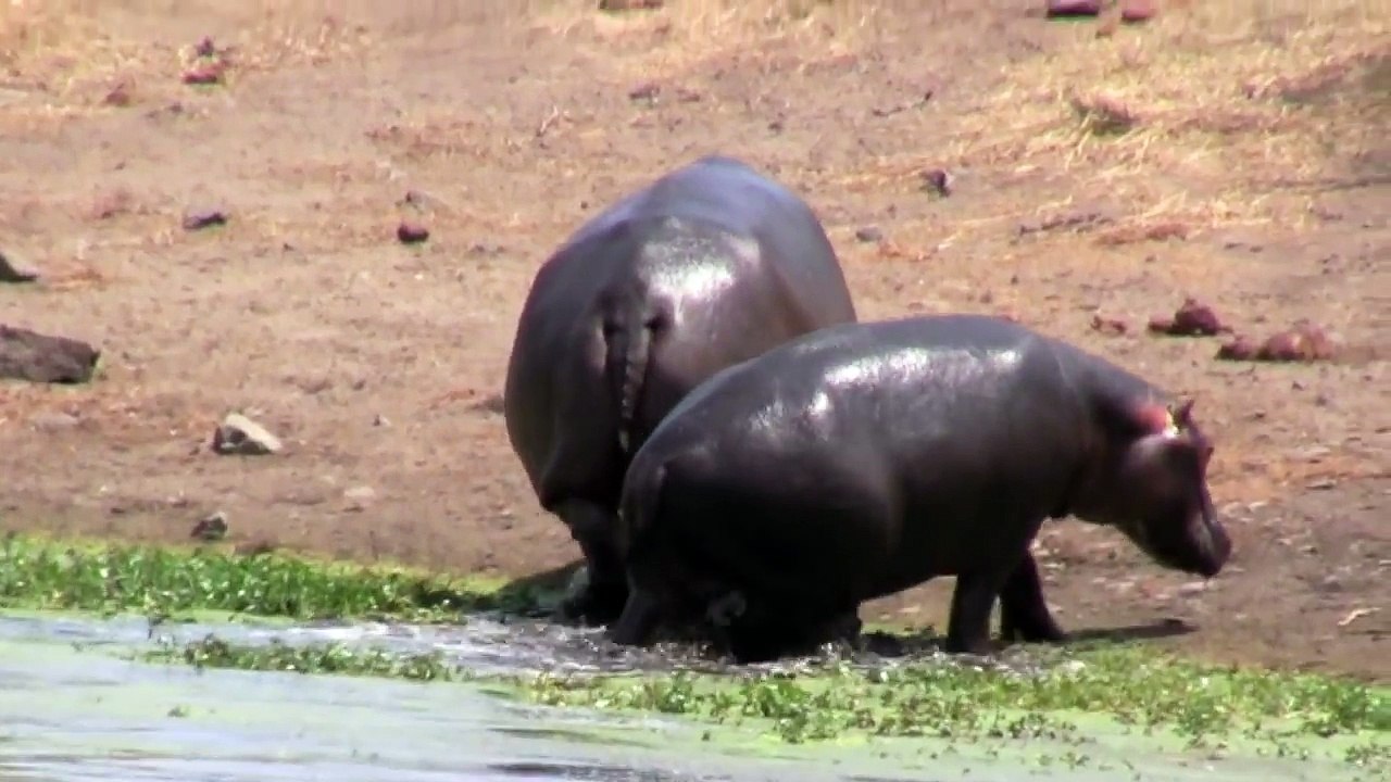 South Africa wildlife highlights Part 1. Turn sound on!