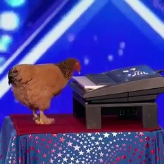 Watch Video Chicken Playing Piano