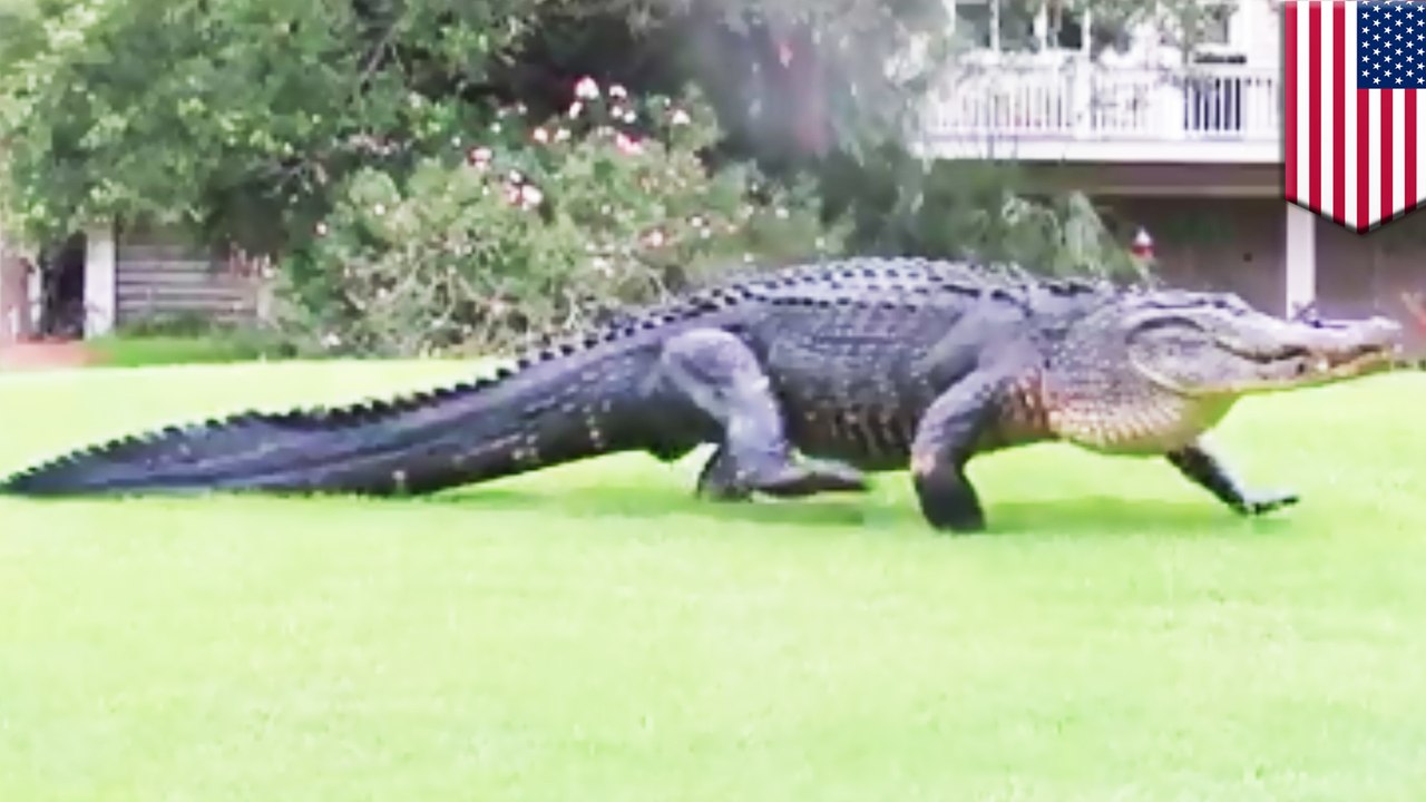 Massive alligator saunters onto South Carolina golf course