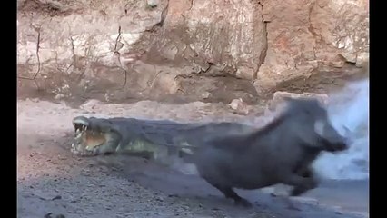 鱷魚也有失手的時候 Crocodile s four failed hunts