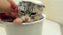 Funny Cats Enjoying Bath _ Cats That LOVE Waa