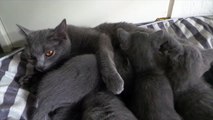 Kittens Talking and Playing with their Moms Compilation _ Cat mom hugs baby kittenss