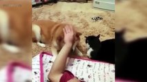 JEALOUS DOGS Want Attention From Their Owners 2werwerwer