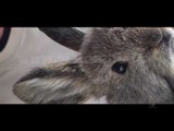 Next - Fun facts - Kafshët më të vogla në botë (pt. 1) - 9 Mars 2017 - Show - Vizion Plus