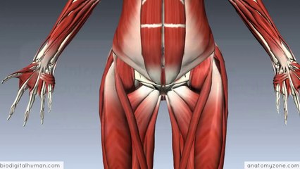 Introduction to Female Reproductive234234- External Genitalia - 3D