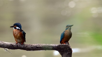 1° essai vidéo: martins-pêcheurs