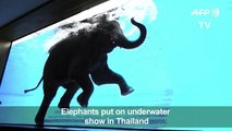 Thai zoo offers front-row view of elephants swimming