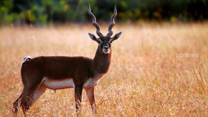 Top 10 Strangest Horns of Animals