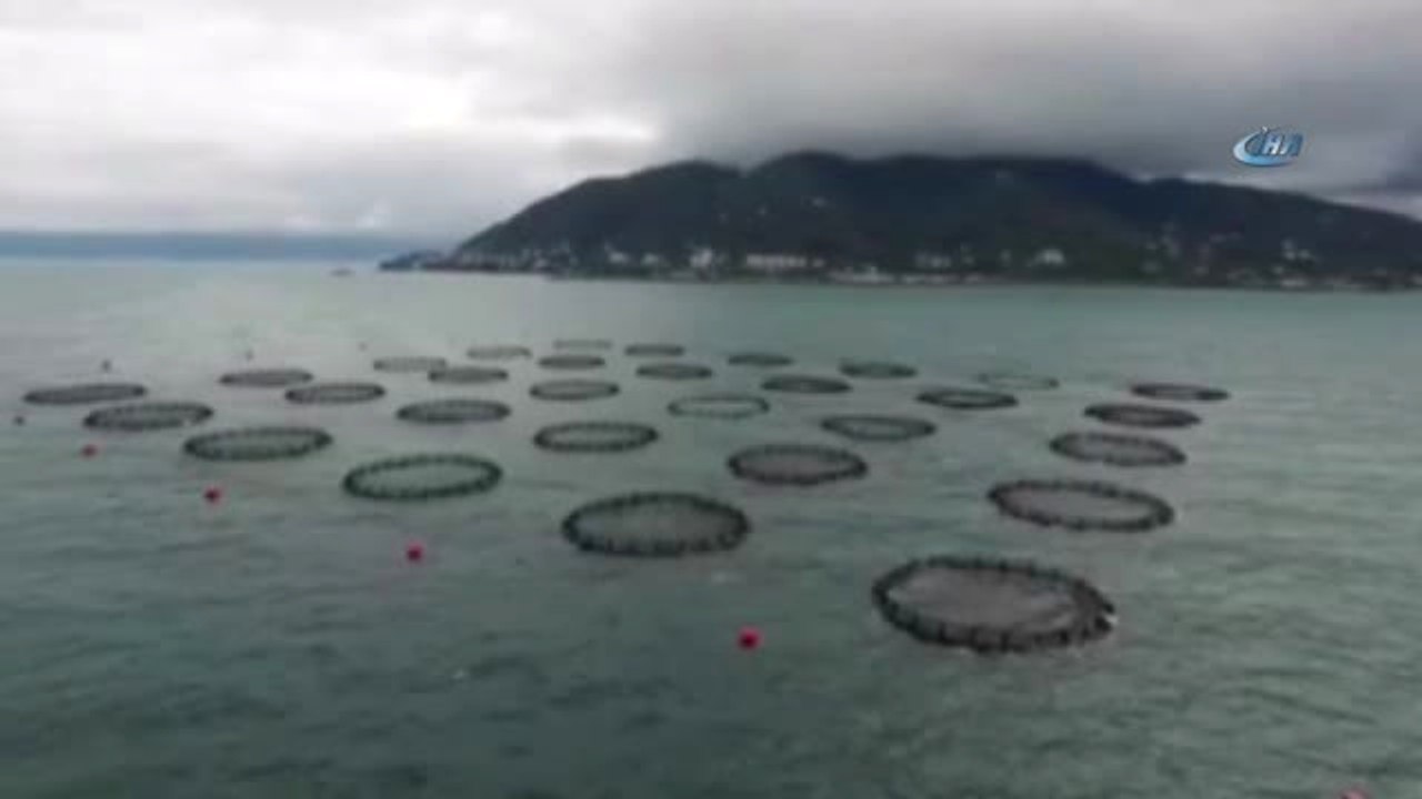 Karadeniz Somonu, Norveç Somonuna Rakip