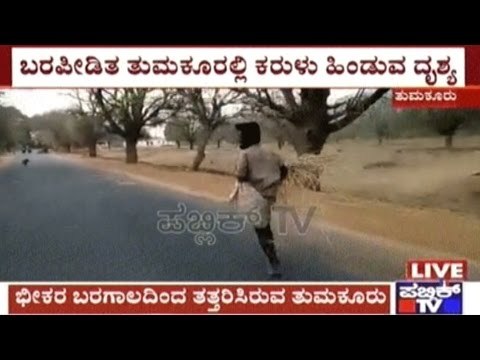 Tumkur: People Of Koratagere Run Behind Fodder Lorries To Get Fodder For Cattle