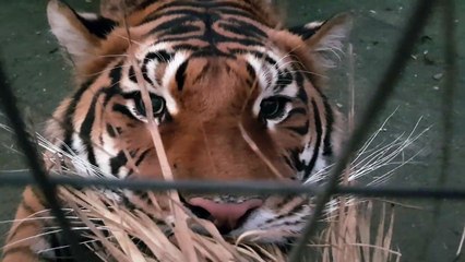 01.when a tiger take something ,can You take it back_