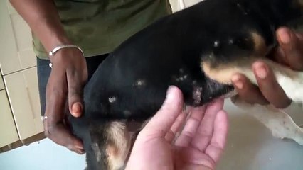 Un chien infesté de vers