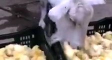 Civciv Yiyen Keçinin Videosu İzleyenleri Hayrete Düşürdü