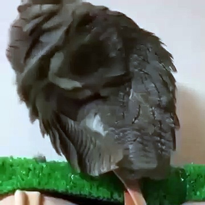 Owl Vine