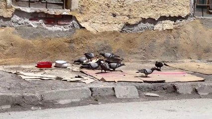 Ramazanda Sokak Hayvanlarına Bir Kap Yemek" Çağrısı