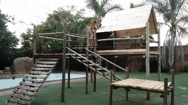 10.Enzo signing off on the jungle jim !