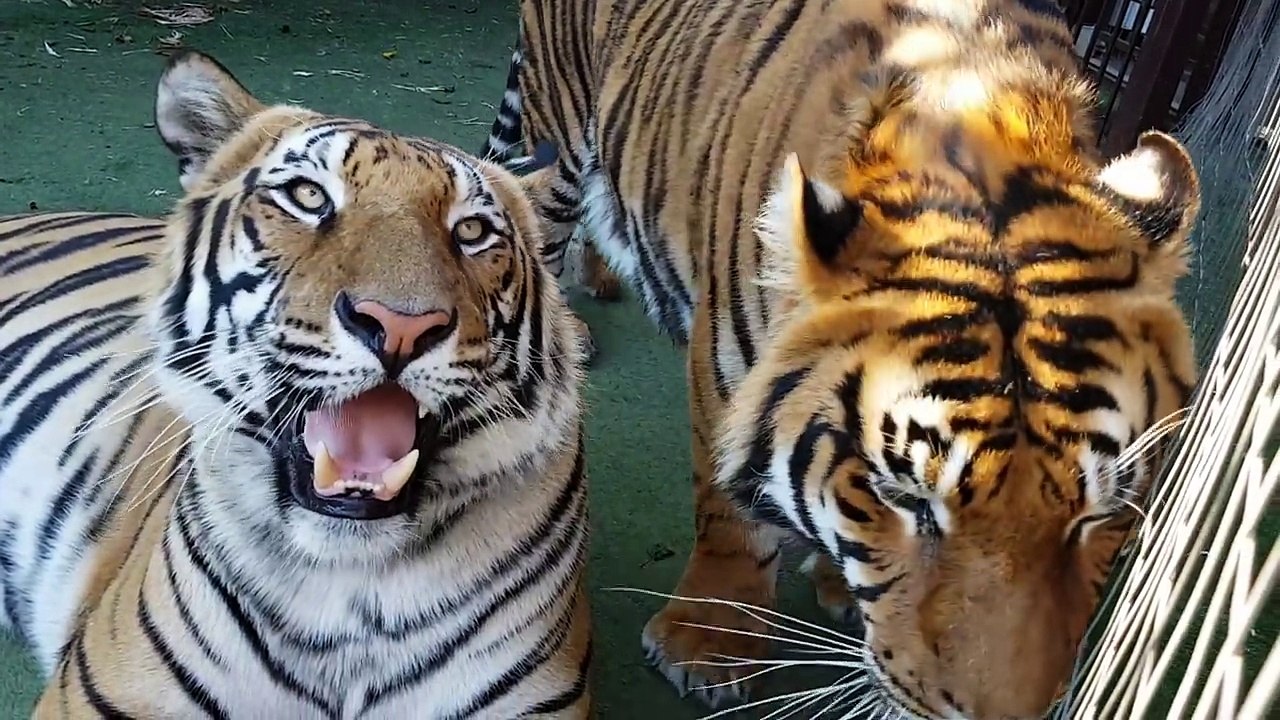 12.Difference between tiger talk and  cat talk