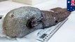 Ikan 'tak berwajah' ditemukan di laut dalam Australia - Tomonews
