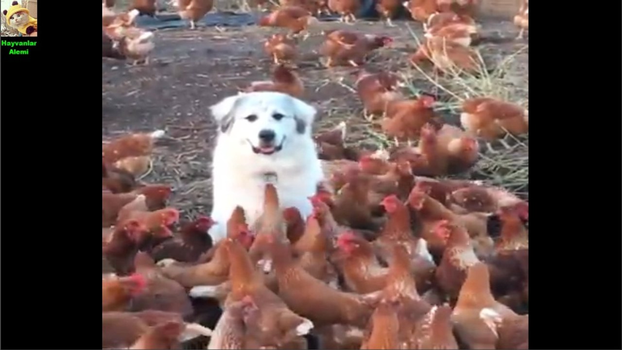 ♥Cute Dogs, Cats And Monkeys Compilation 2017♥ [HD] #9 - Hayvanlar Alemi