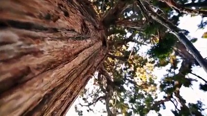 366.Merrell Grassbow Sport Women