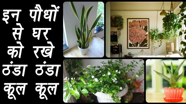 Plants that keep House COOL during Summer, यें पौधे गर्मियों में आपके घर को ठंडा रखेंगे | Boldsky