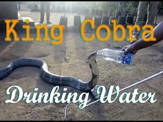 Viral :Snake Rescuer Feeds Water To A Black Cobra in Karwar