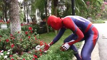 Spiderman SAW Colorful T-Rex Attack!!! Superheroes fun Joker Hulk Venom Children Action Movies
