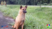 Halálra gázolták a kutyust, aki 1 éve várta a gazdáját az út mellett