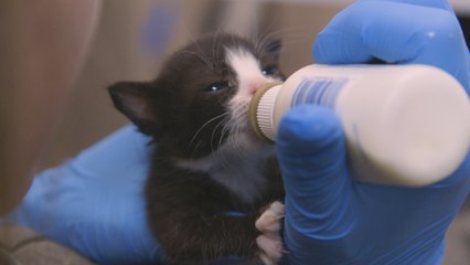This kitten nursery is adorable. Its mission is deadly serious.
