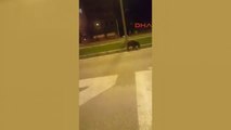 Denizli Yaban Domuzu Trafiğe Indi