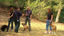 How To Stop Your Dog Pulling On Its Lead | Bondi Vet