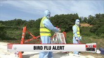 Bird flu cases reported at over a dozen farms; poultry culled as precaution