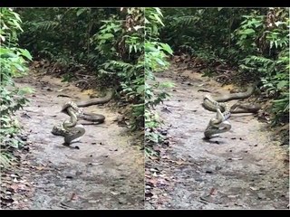 Python vs King Cobra: Watch Video of Battle of Snakes