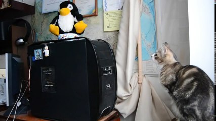 Funny Animals - The Best Fail Compilation Animals 2015 - Chut de Fou [HD] New