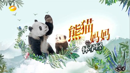 《新闻当事人》第20170604期：“熊孩子”成长记 People IN News：【芒果TV官方超清版】