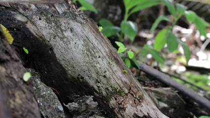 Ants are eusocial insects of the family Formicidae