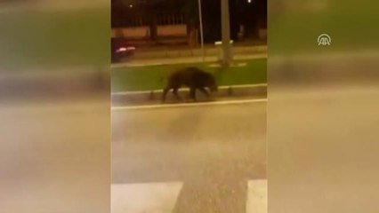 Yaban Domuzu Karayolunda Yiyecek Aradı