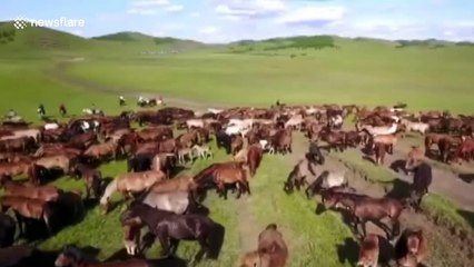 Annual horse herding festival in northern China