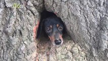 Adorable Dachshund Rescued from Tree Stump by Authorities