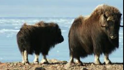 Musk oX 원주오피 www.opss3.com 오피쓰 원주건마