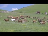 Castelluccio di Norcia (PG) - I Vigili del Fuoco portano acqua ad animali da pascolo (05.06.17)