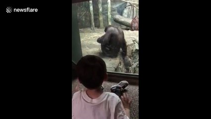 'Thirsty' orangutan appears to drink its own urine