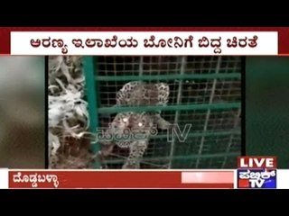 Doddaballapur: Troublesome Leopard Captured In A Cage